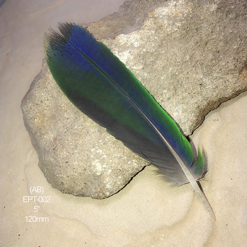 (image for) EPT-002 Eclectus Parrot Tail Feather