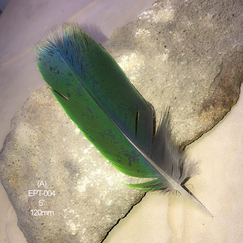 (image for) EPT-004 Eclectus Parrot Tail Feather
