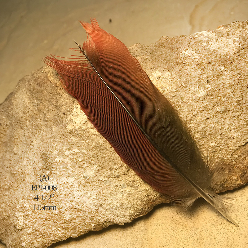 (image for) EPT-008 Eclectus Parrot Tail Feather
