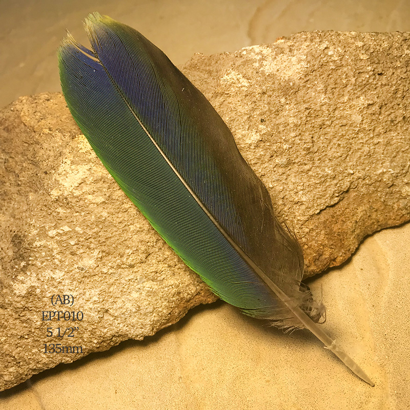 (image for) EPT-010 Eclectus Parrot Tail Feather - Click Image to Close