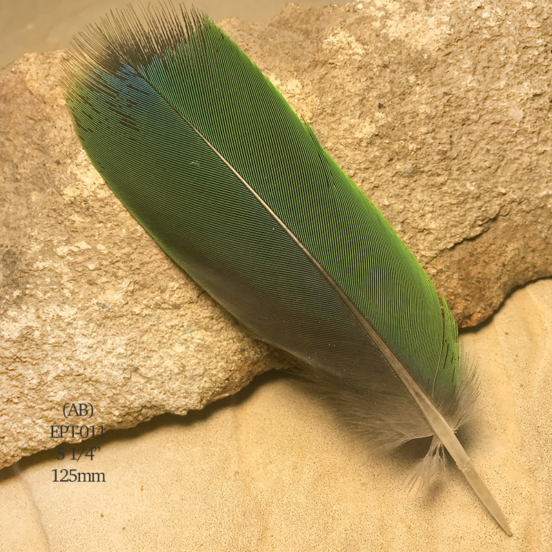 (image for) EPT-011 Eclectus Parrot Tail Feather
