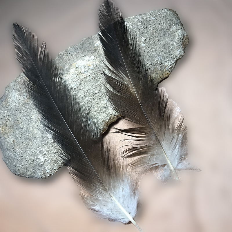 (image for) Wedged Tail Eagle UNDER WING Plumage Feathers x2 - Click Image to Close
