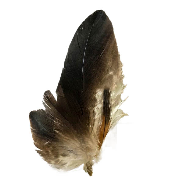 (image for) Small Wedge Tailed Eagle Feather Arrangement - Click Image to Close