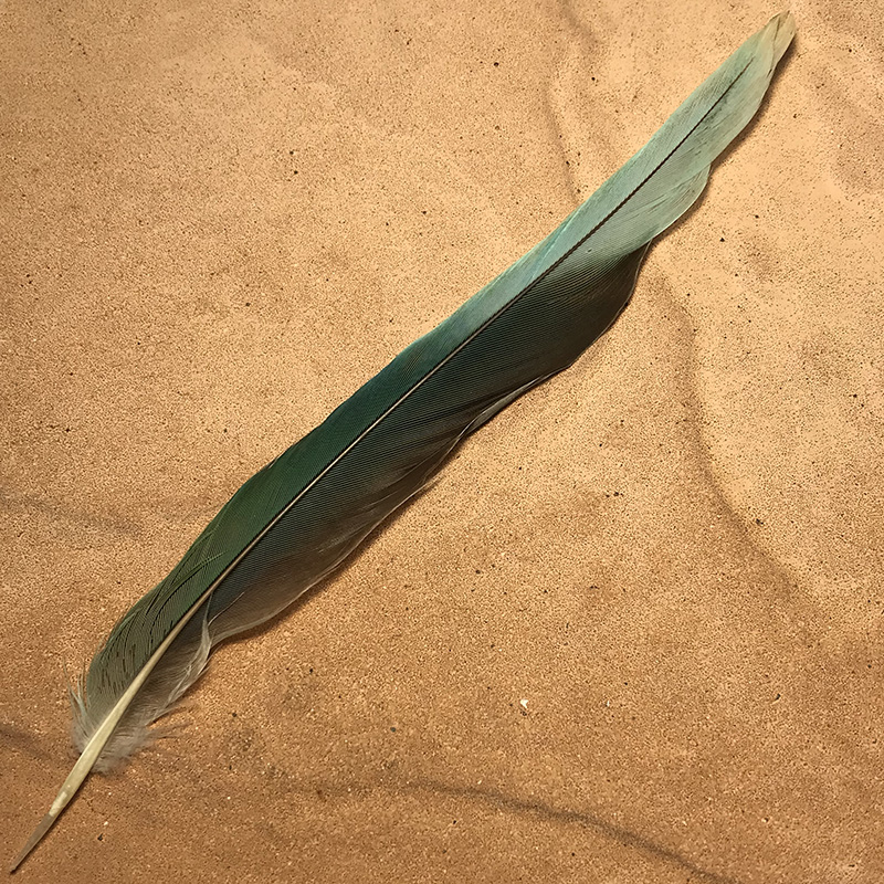 (image for) 67 Eastern Rosella Tail Feather