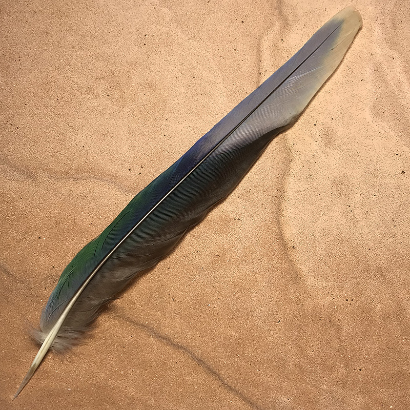 (image for) 68 Eastern Rosella Tail Feather