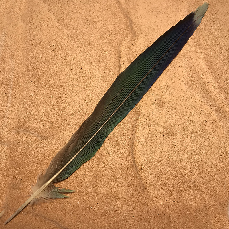 (image for) 73 Eastern Rosella Tail Feather