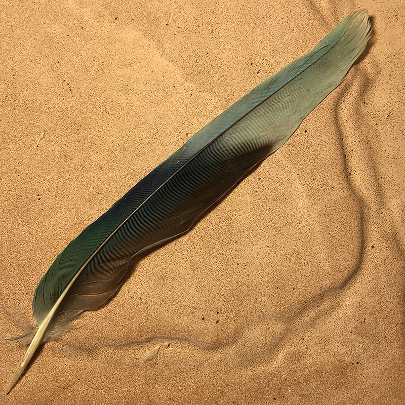 (image for) 75 Eastern Rosella Tail Feather