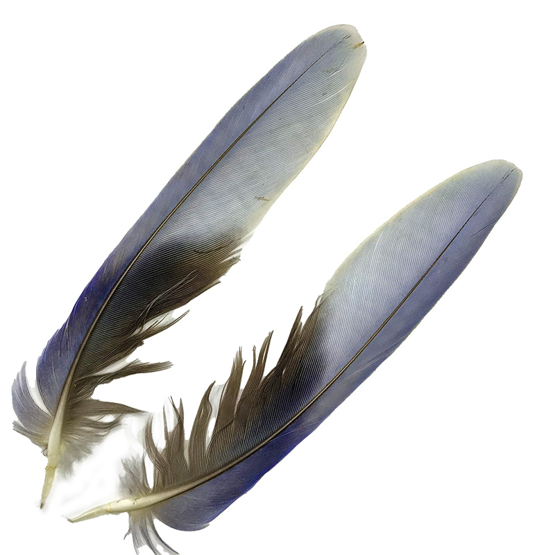 (image for) 52 Eastern Rosella Tail Feather Pair - Click Image to Close