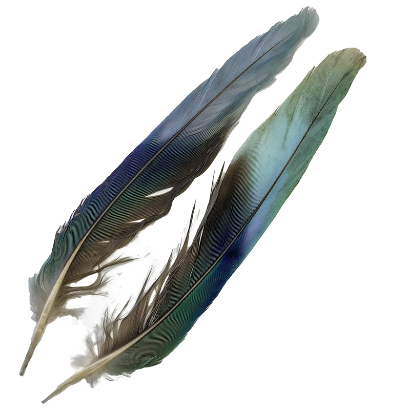 (image for) 54 Eastern Rosella Tail Feather Pair