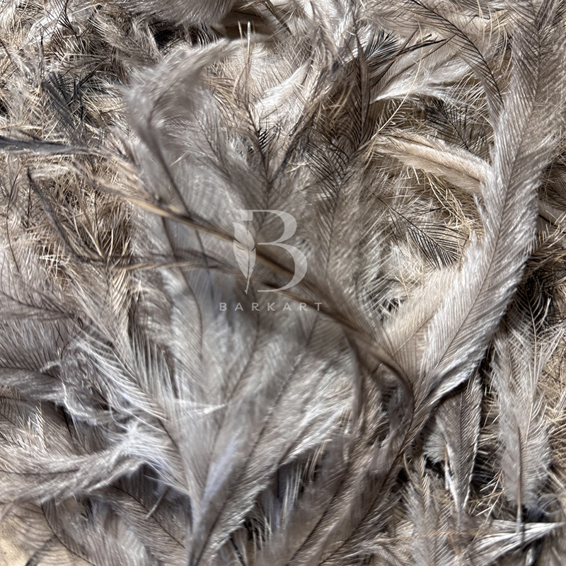 (image for) 300 Premium Emu Feathers 3" to 6" - Click Image to Close