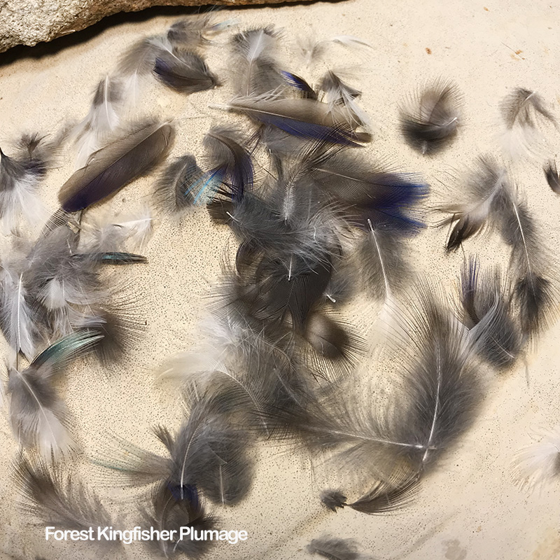 (image for) FKP-001 Forest Kingfisher Plumage Feathers