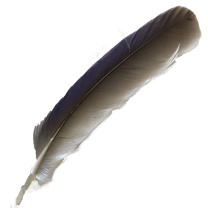 (image for) 01 Forest Kingfisher Primary Wing Feather