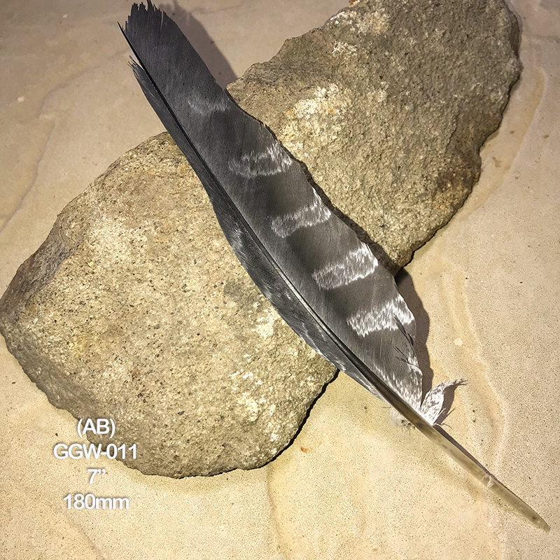 (image for) GGW-011 Gang Gang Wing Feather
