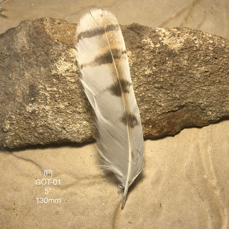 (image for) GOT-01 Grass Owl Tail Feather - Click Image to Close