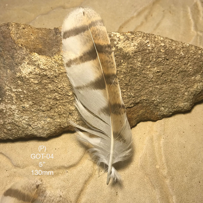 (image for) GOT-04 Grass Owl Tail Feather - Click Image to Close