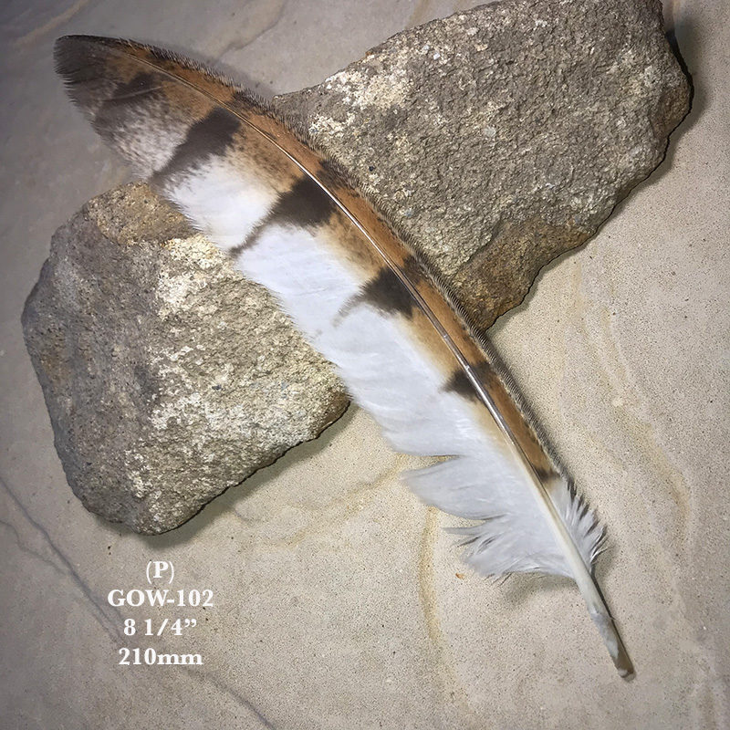 (image for) GOW-102 Grass Owl Flight Wing Feather