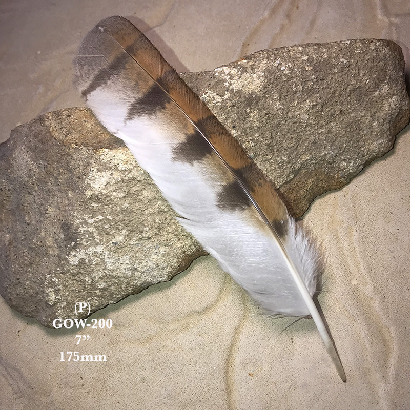 (image for) GOW-200 Grass Owl Primary Wing Feather