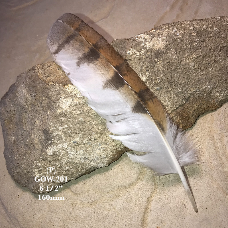 (image for) GOW-201 Grass Owl Primary Wing Feather