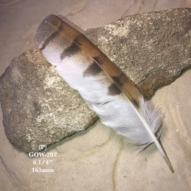 (image for) GOW-202 Grass Owl Primary Wing Feather
