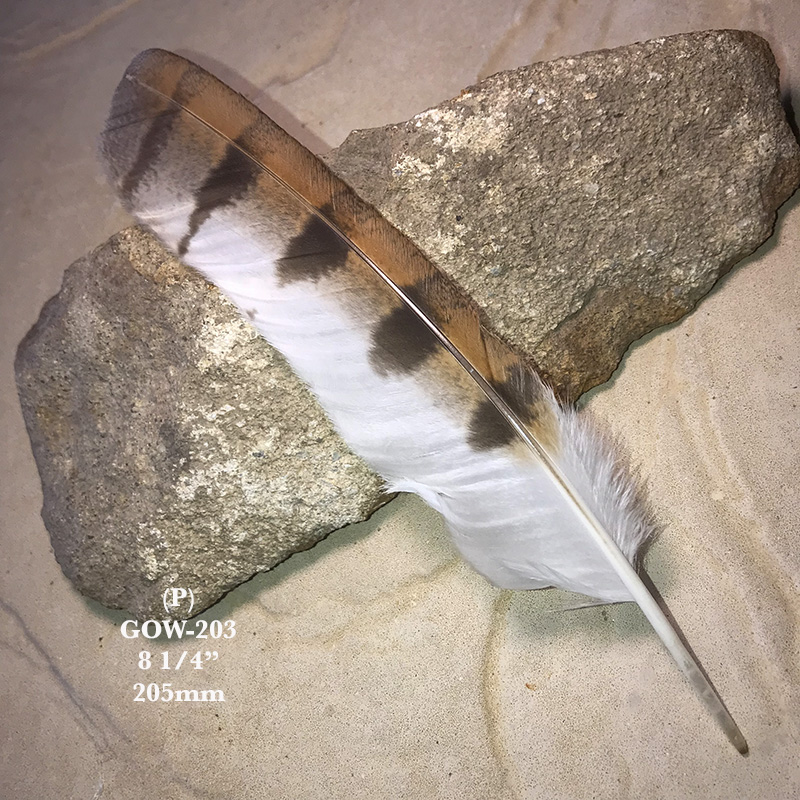 (image for) GOW-203 Grass Owl Primary Wing Feather