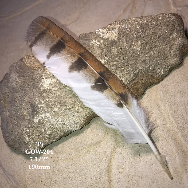 (image for) GOW-204 Grass Owl Primary Wing Feather