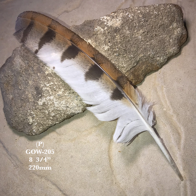 (image for) GOW-205 Grass Owl Primary Wing Feather