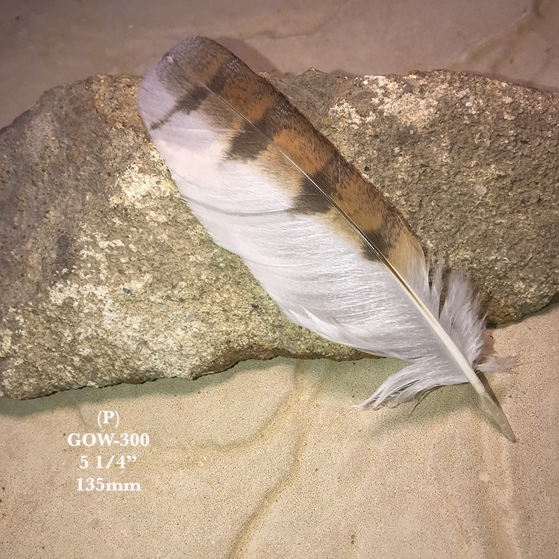 (image for) GOW-300 Grass Owl Secondary Wing Feather