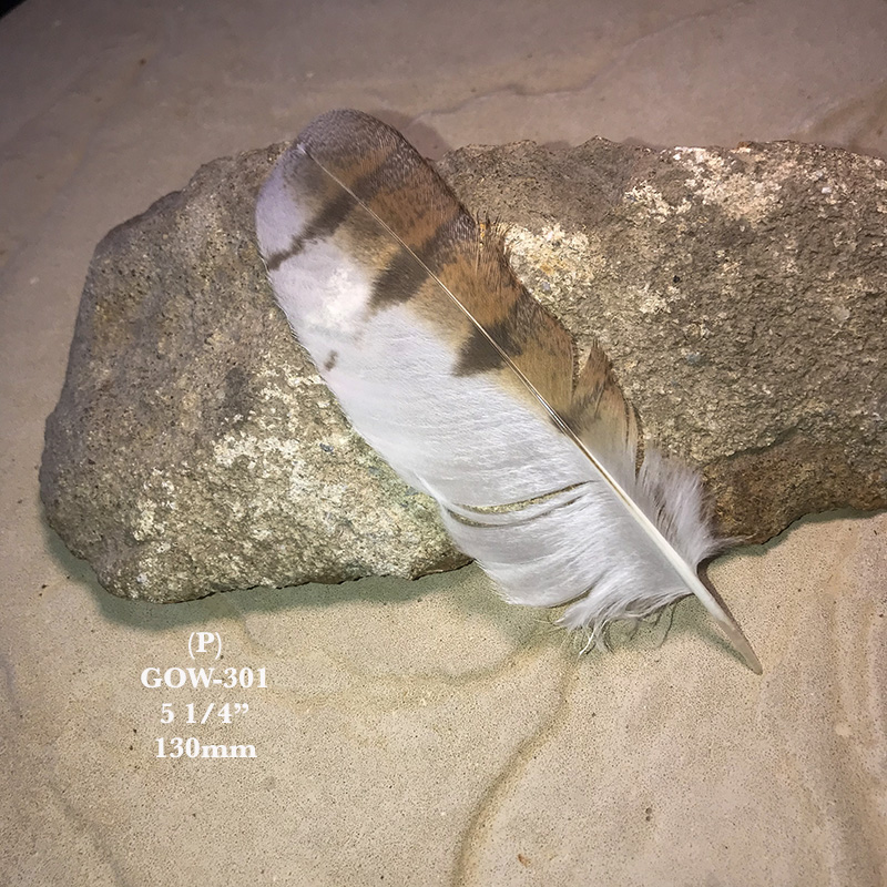 (image for) GOW-301 Grass Owl Secondary Wing Feather