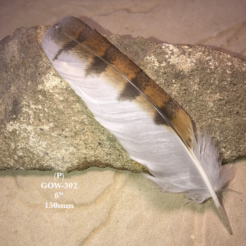 (image for) GOW-302 Grass Owl Secondary Wing Feather