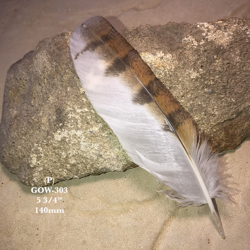 (image for) GOW-303 Grass Owl Secondary Wing Feather