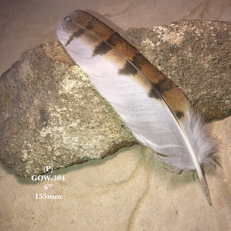 (image for) GOW-304 Grass Owl Secondary Wing Feather