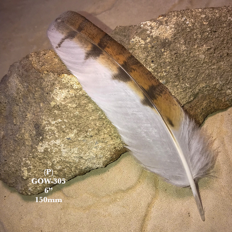 (image for) GOW-305 Grass Owl Secondary Wing Feather