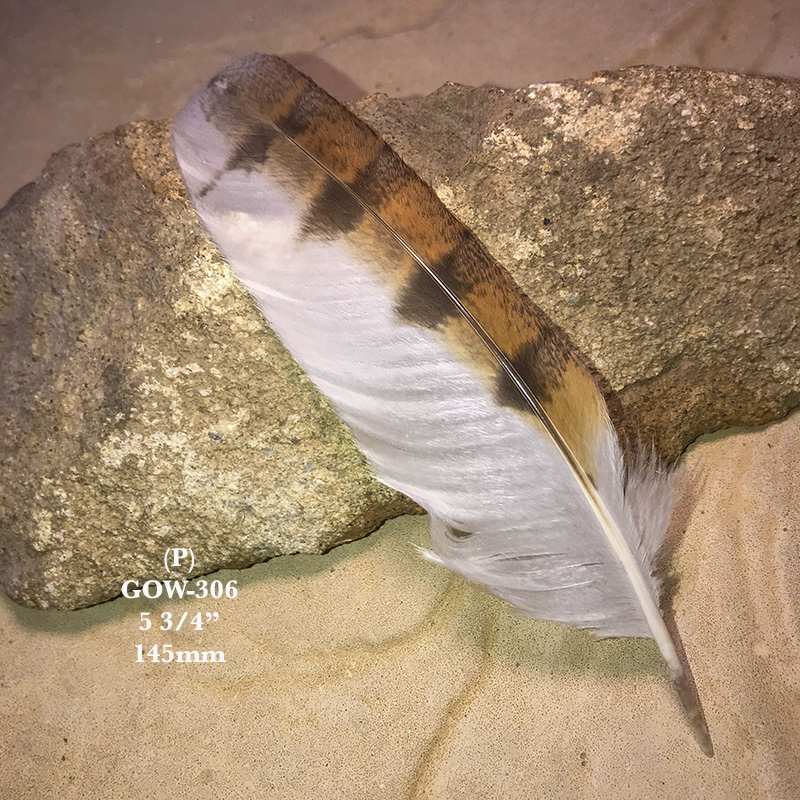 (image for) GOW-306 Grass Owl Secondary Wing Feather