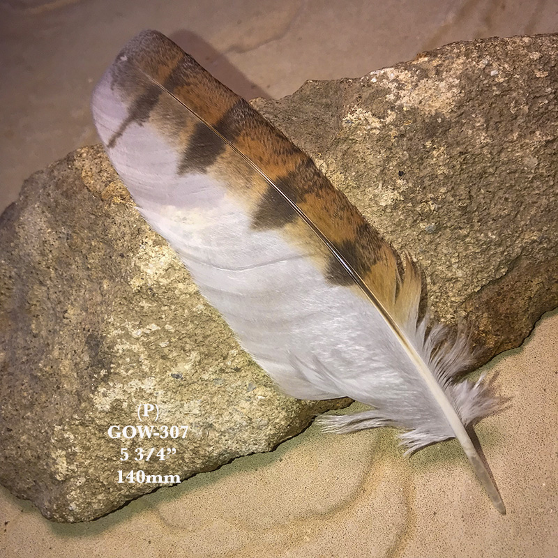 (image for) GOW-307 Grass Owl Secondary Wing Feather