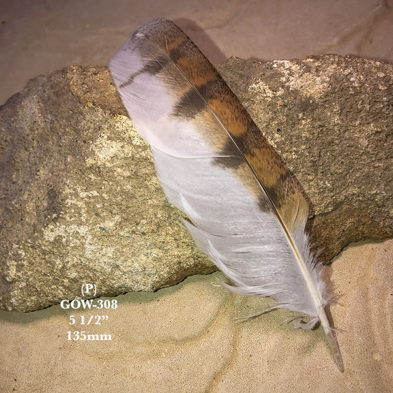 (image for) GOW-308 Grass Owl Secondary Wing Feather
