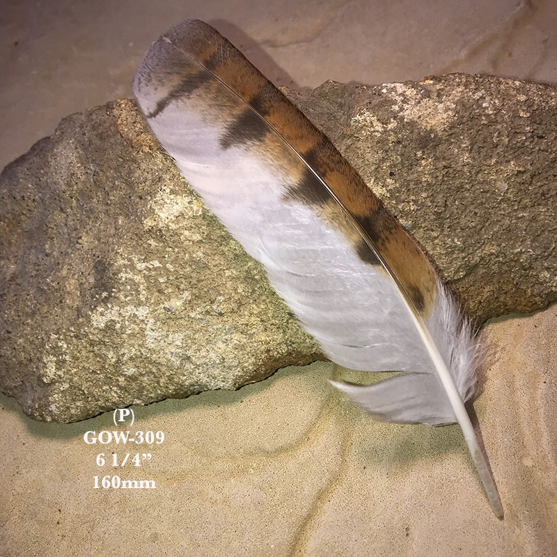 (image for) GOW-309 Grass Owl Secondary Wing Feather