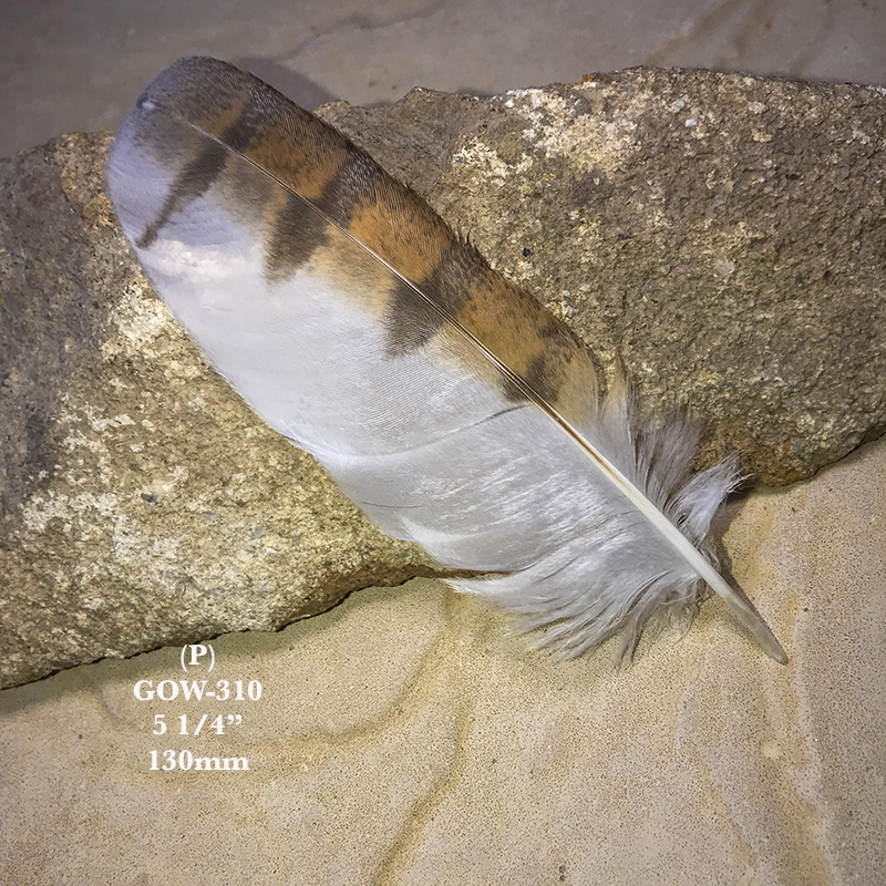 (image for) GOW-310 Grass Owl Secondary Wing Feather