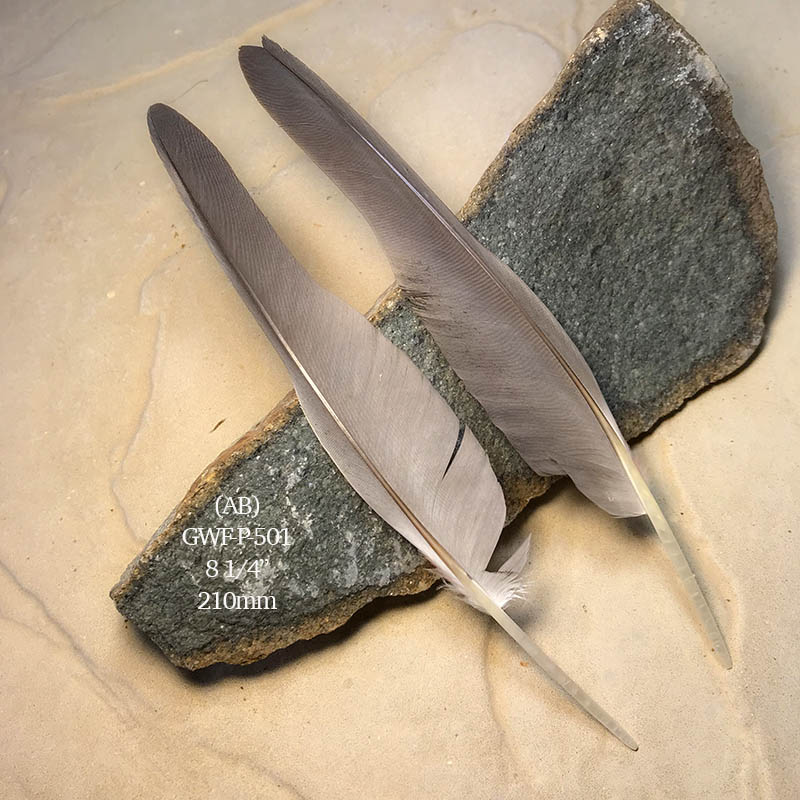 (image for) GWF-P-501 Galah Flight Wing Feather PAIR