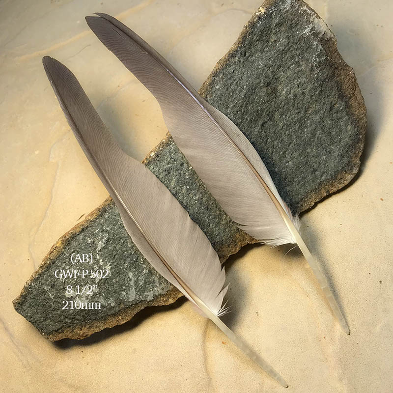 (image for) GWF-P-502 Galah Flight Wing Feather PAIR