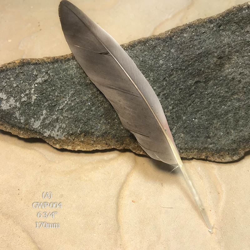 (image for) GWP-004 Galah Primary Wing Feather