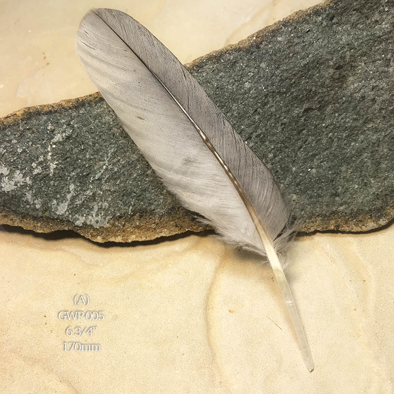 (image for) GWP-005 Galah Primary Wing Feather