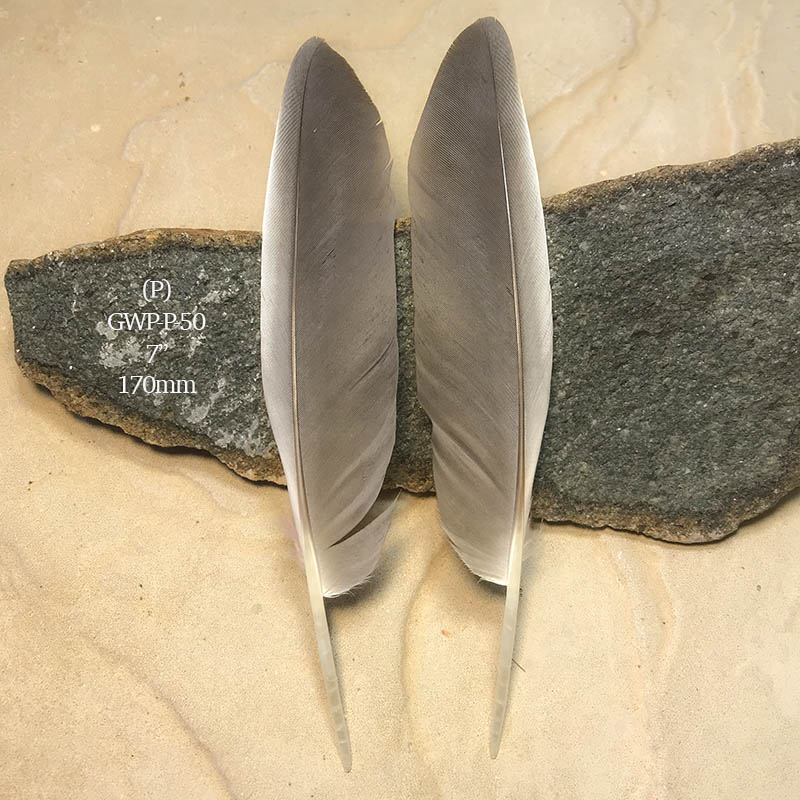(image for) GWP-P-50 Galah Primary Wing Feather PAIR