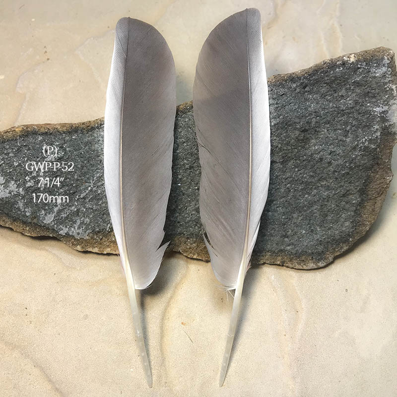 (image for) GWP-P-52 Galah Primary Wing Feather PAIR