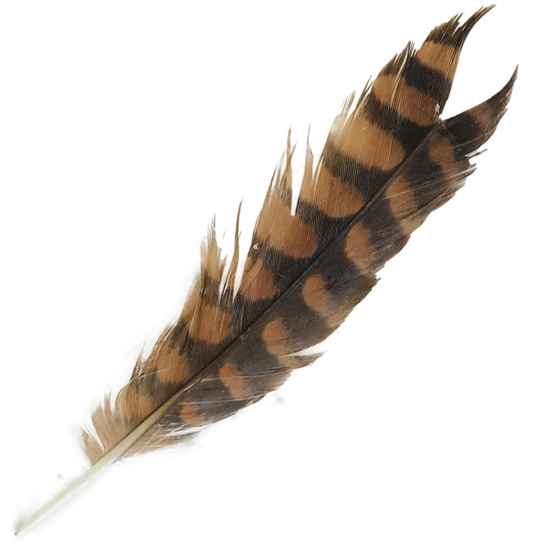 (image for) Little Falcon Tail Feathers