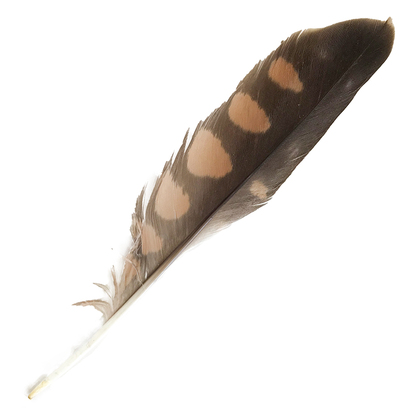 (image for) No.6 Little Falcon Secondary Wing Feather
