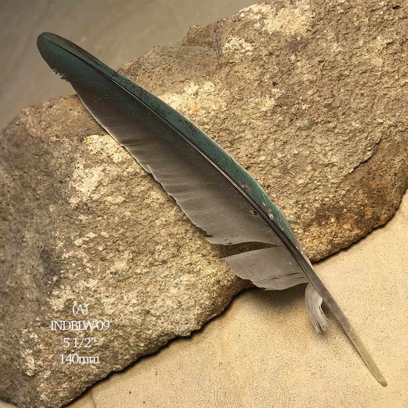 (image for) INDBLW-09 Indian Blue Flight Wing Feather
