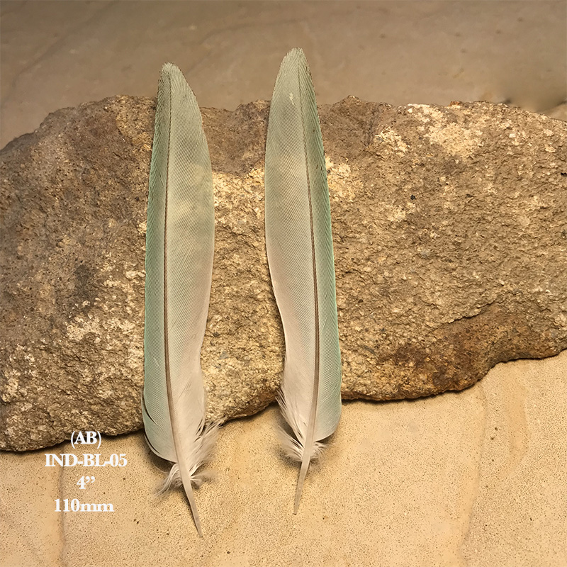 (image for) IND-BL-05 Indian Blue Ringneck Tail Feathers