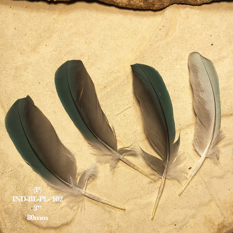 (image for) INDBL-PL-102 Indian Blue Ringneck Covert Feathers - Click Image to Close