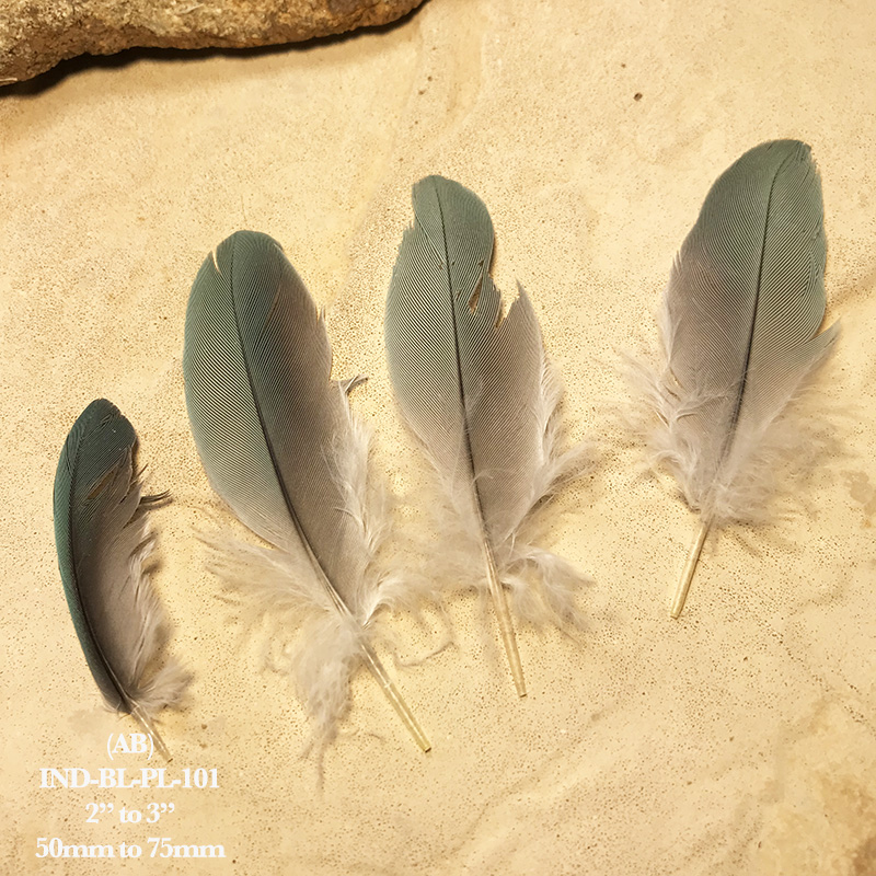 (image for) INDBL-PL-101 Indian Blue Ringneck Covert Feathers