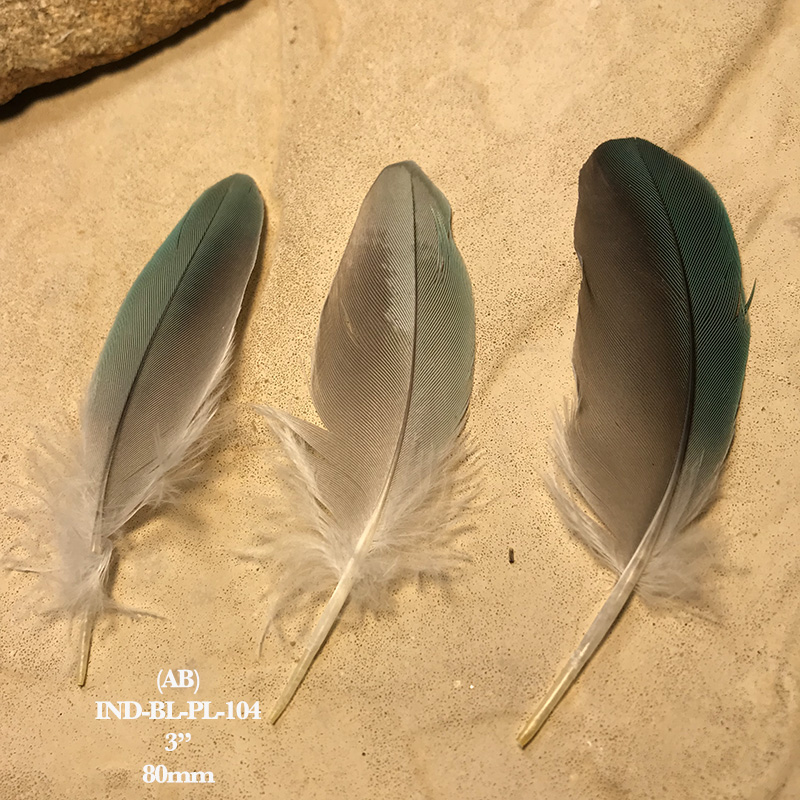 (image for) INDBL-PL-104 Indian Blue Ringneck Covert Feathers